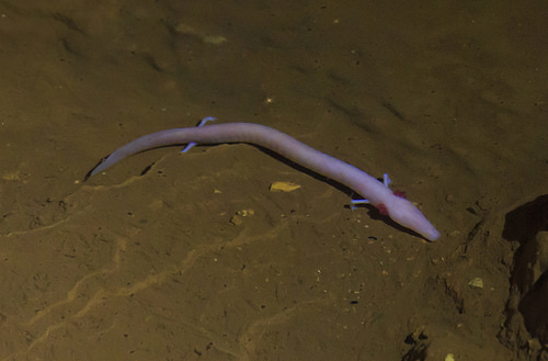 Cave olm photo. Fun facts about these baby dragons, also known as Olms